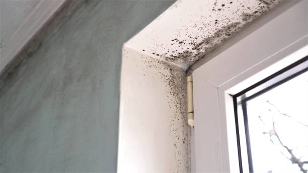 Best Post-Flood Mold Remediation in Parker, TX