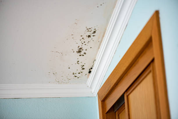 Best Commercial Mold Remediation in Parker, TX
