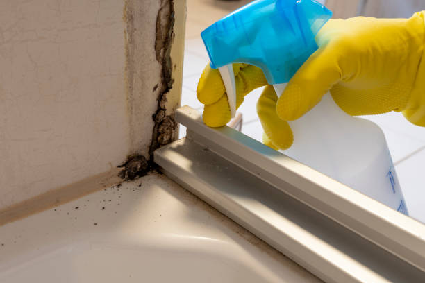 Best Health and Safety Mold Remediation in Parker, TX