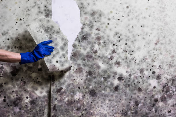 Trusted Parker, TX Mold Remediation Experts