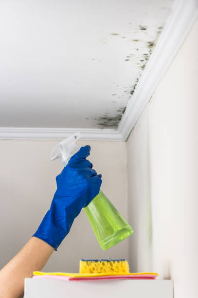 Best Post-Flood Mold Remediation in Parker, TX